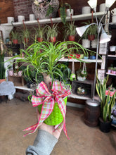 Load image into Gallery viewer, 4” PONYTAIL PALM IN SPRING POT WITH BOW
