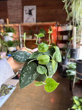 Load image into Gallery viewer, 4” SATIN POTHOS