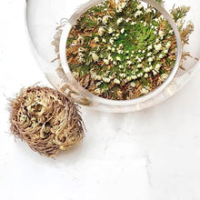 Load image into Gallery viewer, RESURRECTION PLANT