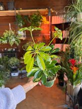Load image into Gallery viewer, 4” BABY SCHEFFLERA