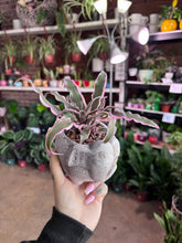 Load image into Gallery viewer, ELEPHANT PLANTER WITH PINK EARTH STAR PLANT