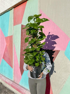 8” GOLDEN POLE POTHOS FULL