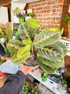 6” RED PRAYER PLANT IN SAGE GREEN POT