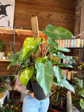 Load image into Gallery viewer, Philodendron erubescens 'Red Emerald