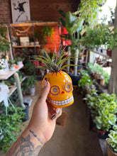 Load image into Gallery viewer, SUGAR SKULL WITH AIR PLANT