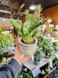 3” SANSEVIERIA IN BLACK & WHITE POT ON STAND