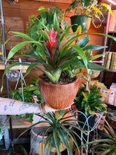 Load image into Gallery viewer, BROMELIAD GARDEN IN CERAMIC HOTTTTT BUYYYYY
