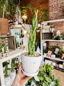 BRAIDED SNAKE PLANT IN WHITE CERAMIC POT WITH SAUCER