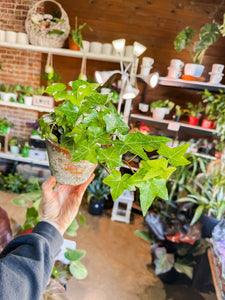 IVY IN DECO POT