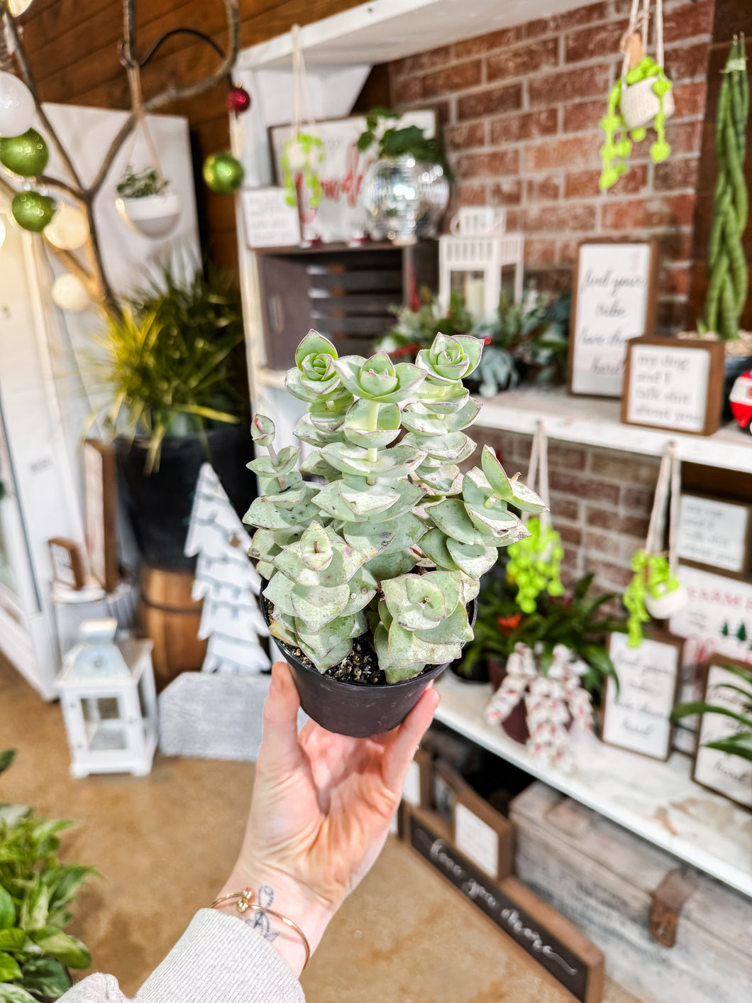 STRING OF BUTTONS IN GROWERS POT