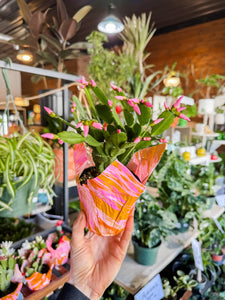 4” EASTER CACTUS