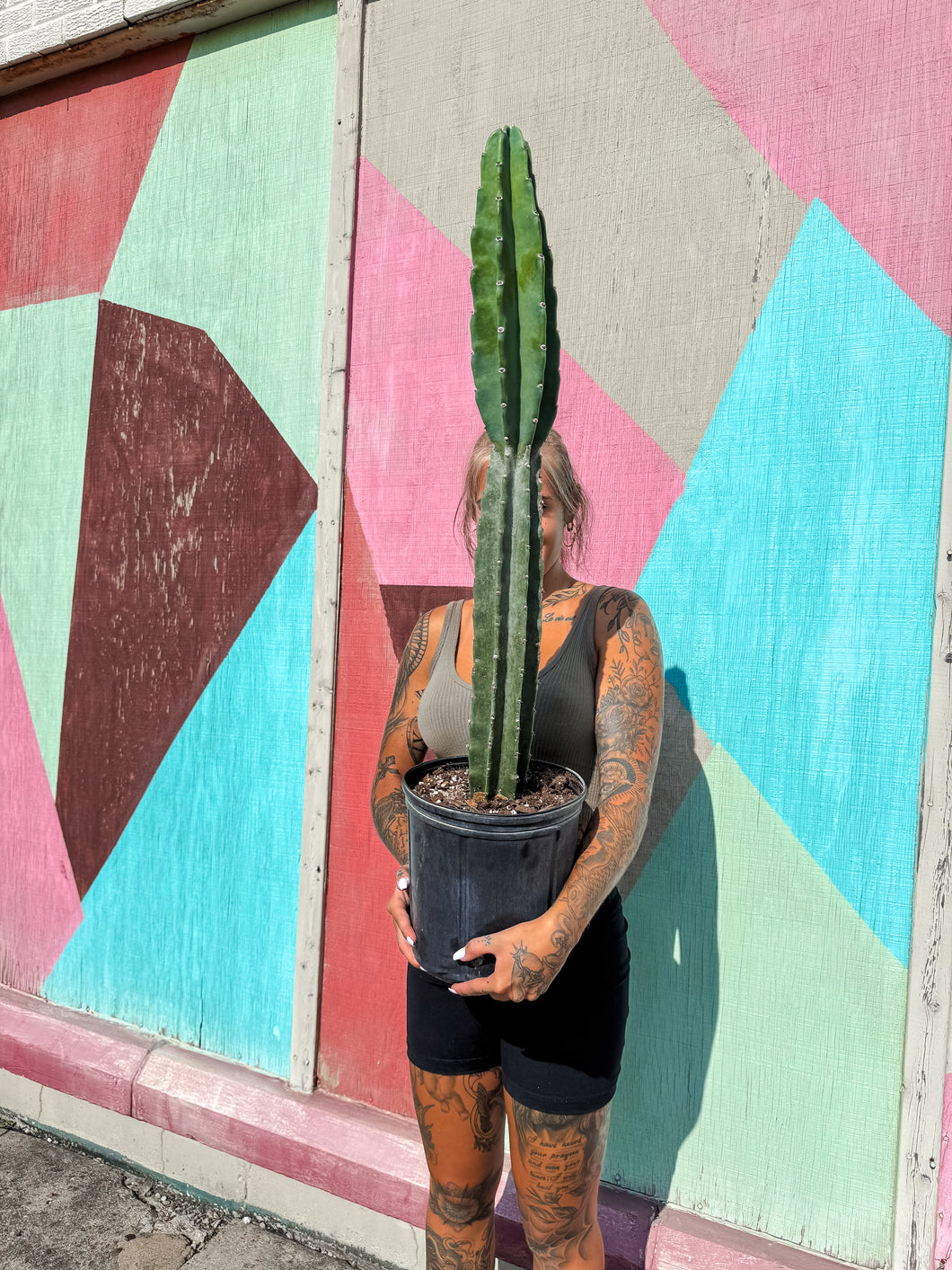 10” PERUVIAN APPLE CACTI