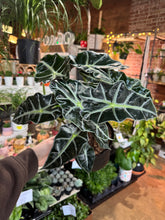 Load image into Gallery viewer, 6” ALOCASIA POLLY