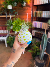 Load image into Gallery viewer, CUTE SPOTTED AIR PLANT DISPLAY