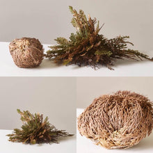 Load image into Gallery viewer, RESURRECTION PLANT