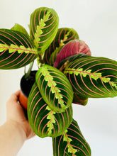 Load image into Gallery viewer, 4” RED PRAYER PLANT/MARANTA