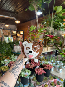 BULLDOG PLANTER WITH JADE
