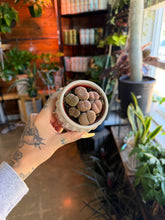 Load image into Gallery viewer, LIVING STONES/LITHOPS IN CERAMIC CONTAINER