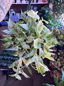 8” LARGE SNOW QUEEN POTHOS