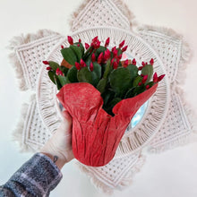 Load image into Gallery viewer, 4” EASTER CACTUS