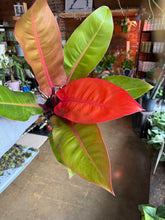 Load image into Gallery viewer, 6” PRINCE OF ORANGE PHILODENDRON