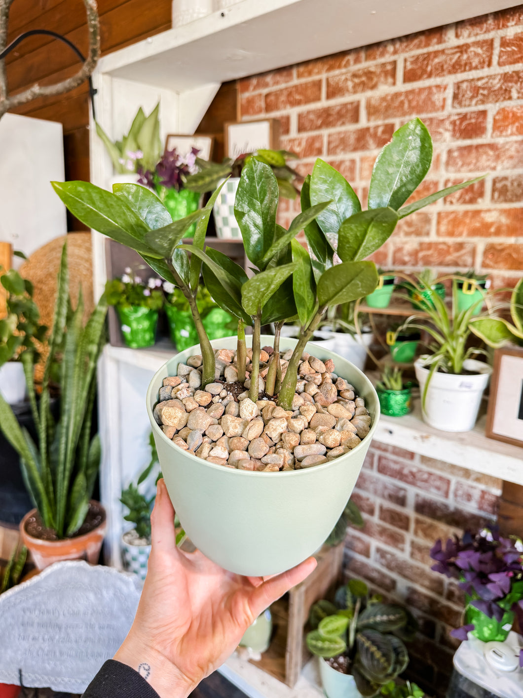 6” ZZ PLANT IN SAGE GREEN POT