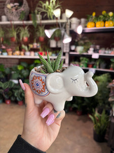 WHITE ELEPHANT WITH HAWORTHIA