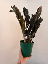 Load image into Gallery viewer, 6” RAVEN ZZ FULLLLL
