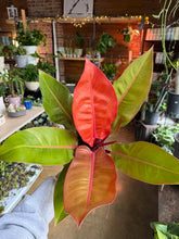 Load image into Gallery viewer, 6” PRINCE OF ORANGE PHILODENDRON