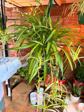 Load image into Gallery viewer, 8” SPIDER PLANT LOTS OF BABIES