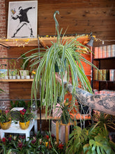 Load image into Gallery viewer, 6 IN SPIDER PLANT BASKET HOT BUY