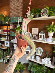 4” MONKEY TAIL CACTUS