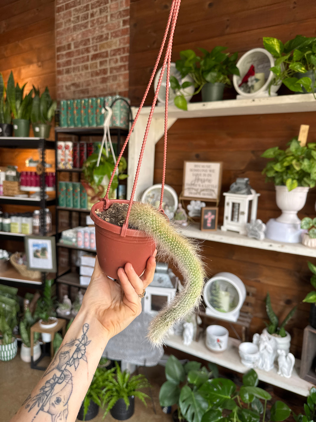 4” MONKEY TAIL CACTUS