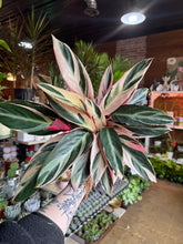 Load image into Gallery viewer, 6” TRIOSTAR CALATHEA