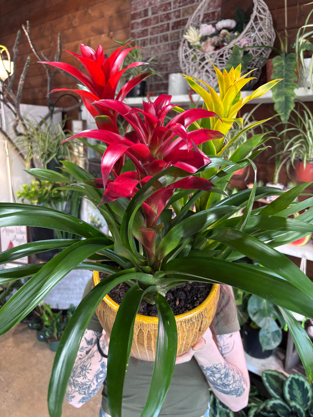 LARGE BROMELIAD GARDEN IN CERAMIC POT