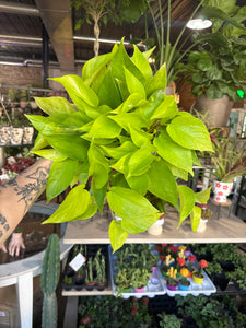 6” NEON POTHOS VERY FULL HOT BUY