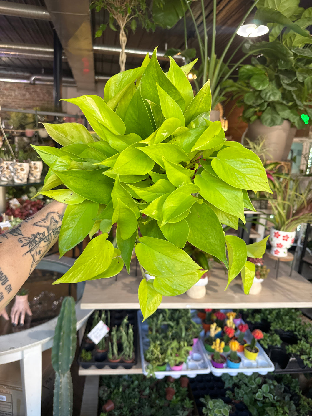 6” NEON POTHOS VERY FULL HOT BUY