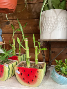 BAMBOO IN WATERMELON