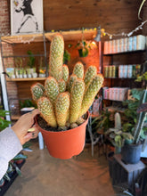 Load image into Gallery viewer, 6” GOLD LACE CACTUS