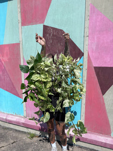 HUGE 6” MARBLE QUEEN POTHOS
