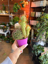 Load image into Gallery viewer, CACTI TRIO ASSORTMENT HOT BUY