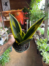 Load image into Gallery viewer, 6” SANSEVIERIA GOLD FLAME