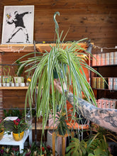 Load image into Gallery viewer, 6 IN SPIDER PLANT BASKET HOT BUY