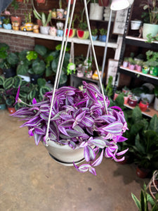 TRADESCANTIA PINK PARADISE 6" BASKET
