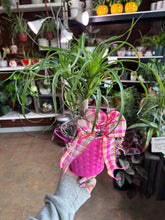 Load image into Gallery viewer, 4” PONYTAIL PALM IN SPRING POT WITH BOW