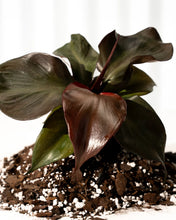 Load image into Gallery viewer, 4&quot; Philodendron &#39;red Heart&#39;