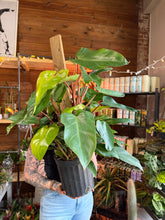 Load image into Gallery viewer, Philodendron erubescens 'Red Emerald