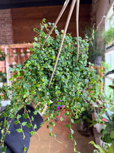 Load image into Gallery viewer, 4” STRING OF FROGS BASKET