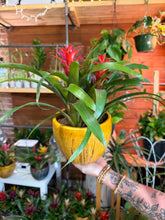 Load image into Gallery viewer, BROMELIAD GARDEN IN CERAMIC HOTTTTT BUYYYYY
