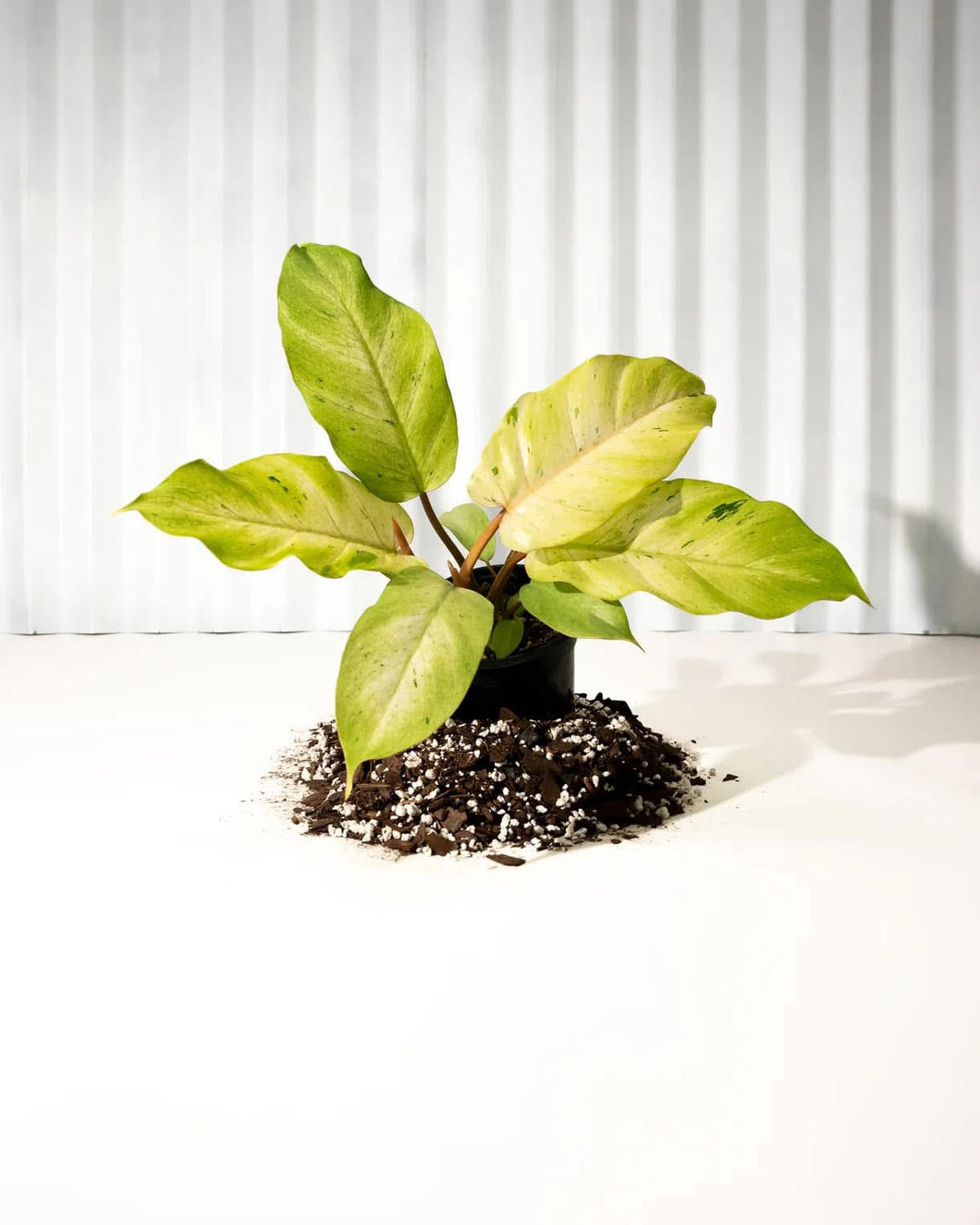 Philodendron snow drift